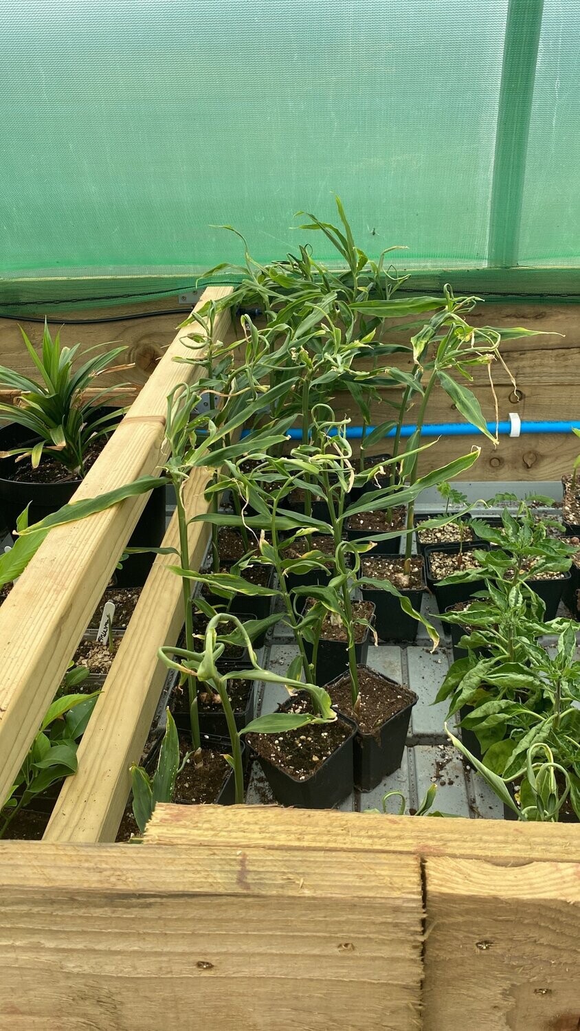 Ginger & Turmeric Plants