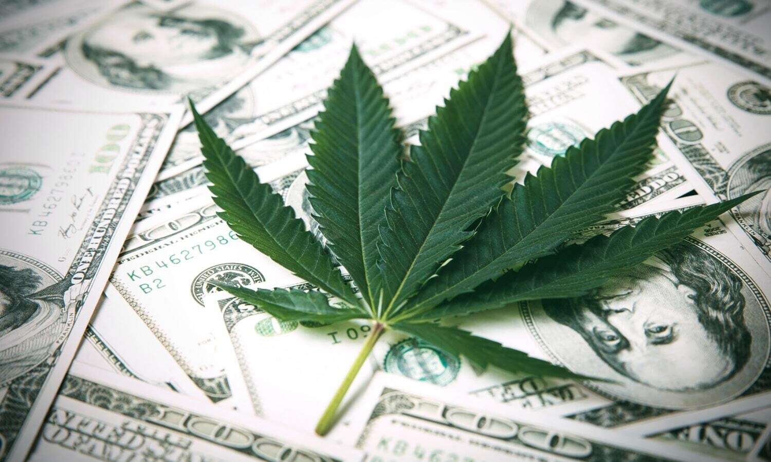 Invest $100,000 in Medicinal Organic Cannabis Australia (MOCA)