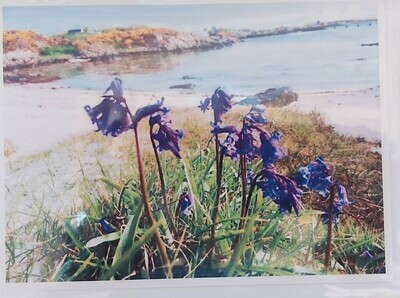 Bluebell Flowers at Rudha' chinn Mhoir, Isle of Gigha