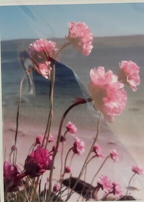 Sea-Pinks at Gigulum, Isle of Gigha