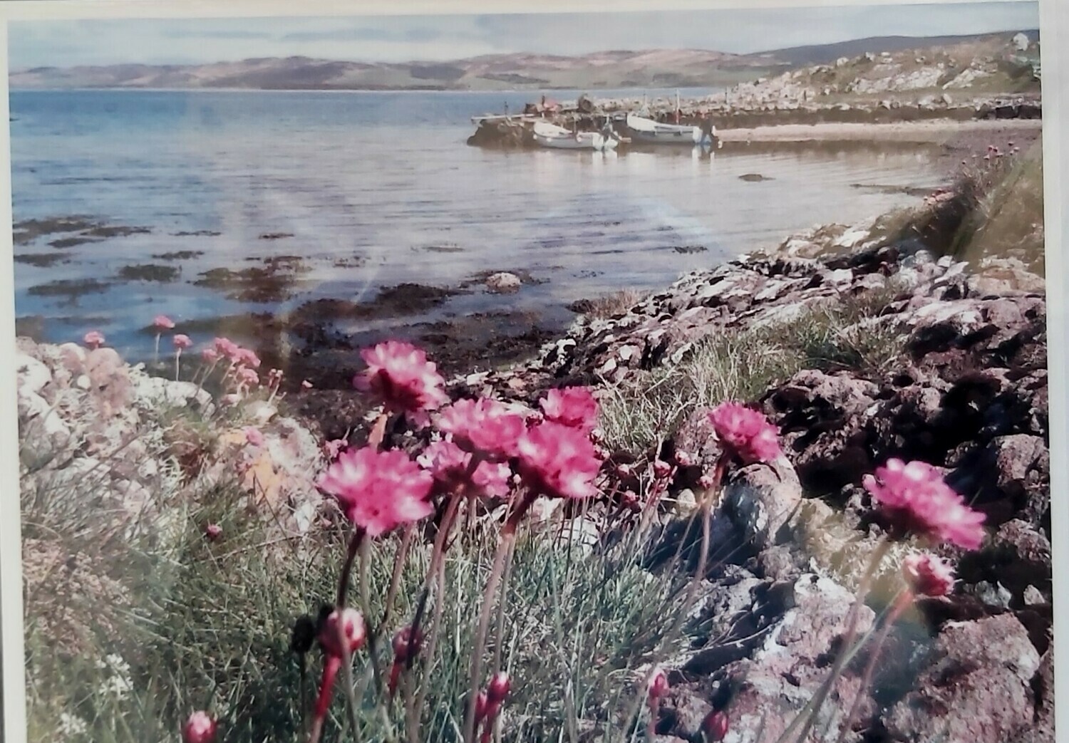 Sea Pinks at Gallochoille