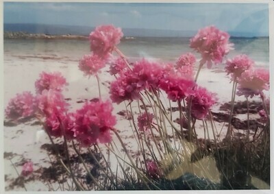 Sea Pinks at Minister's Shore, Isle of Gigha