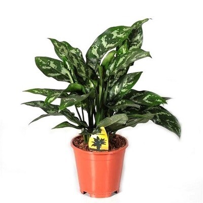 Aglaonema maria (Chinese Evergreen)