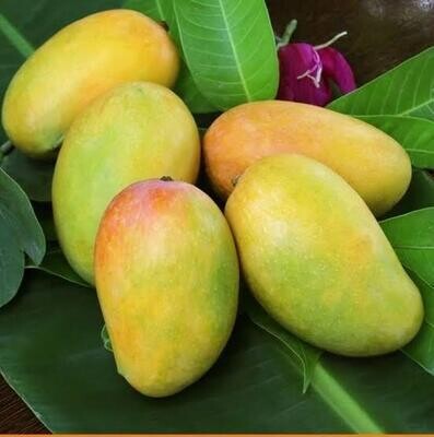 Organic Kutch Kesar Mangoes (2.7 to 3 Kg)