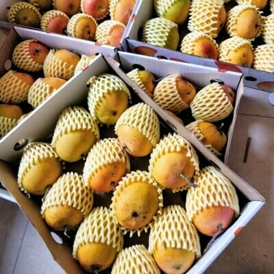 Devgad Alphonso Mangoes - Silver (12 pcs)