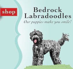 Bedrock Labradoodles Store