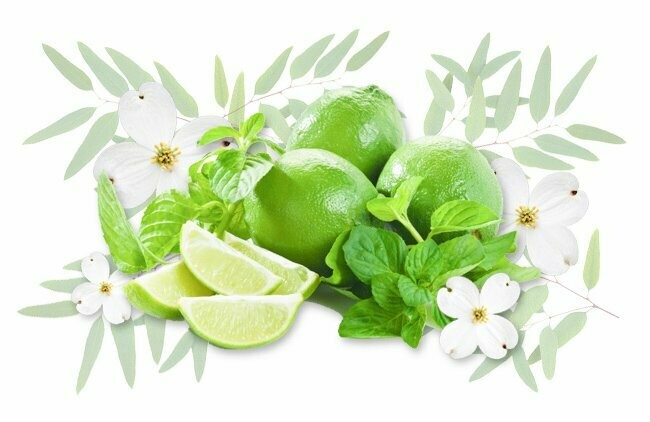 Eucalyptus and Lime frosted candle 30cl