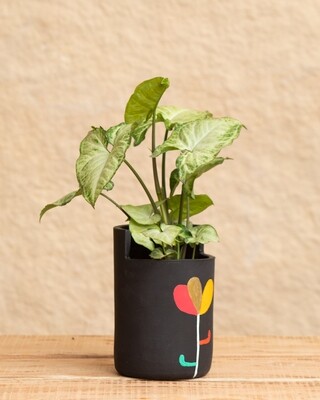Jasmine Terracotta Planter  (Large)