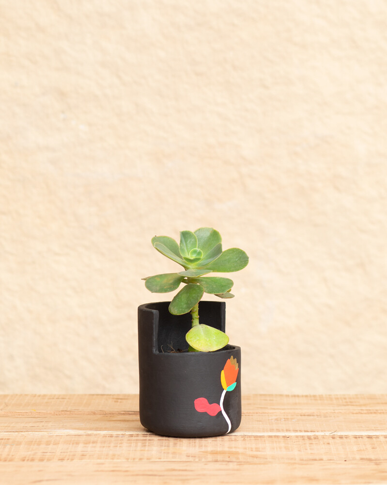 Tulip Terracotta Planter (Medium)