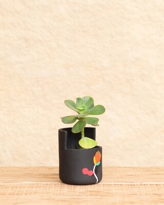 Tulip Terracotta Planter (Medium)