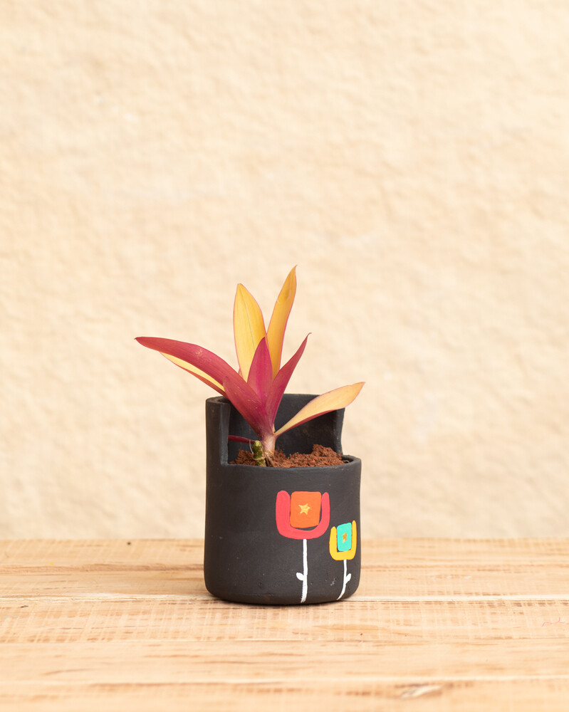 Star Rose Terracotta Planter (Medium)