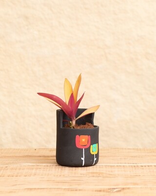 Star Rose Terracotta Planter (Medium)
