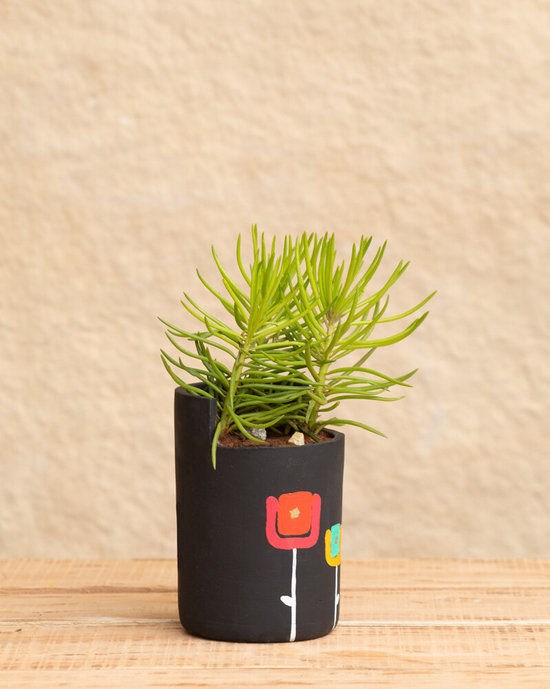 Star Rose Terracotta Planter  (Large)