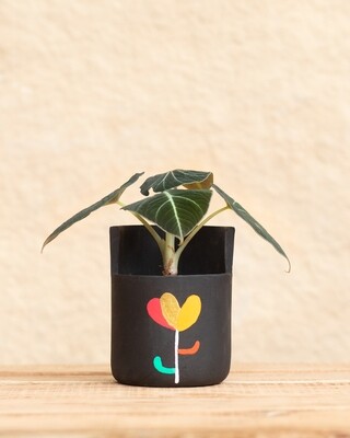 Jasmine Terracotta Planter (Medium)
