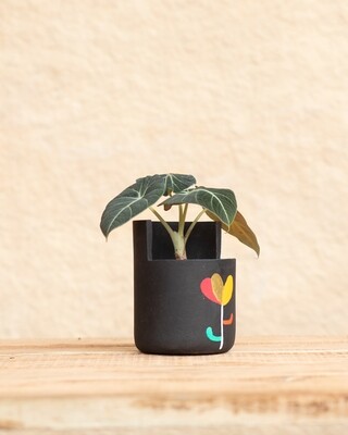 Jasmine Terracotta Planter (Medium)