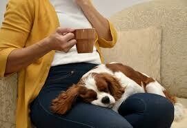 Pampered Pet &amp; House Sitter Service