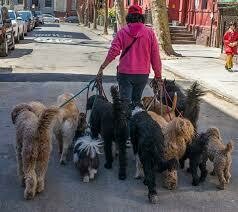Diligent Dog Walker Service