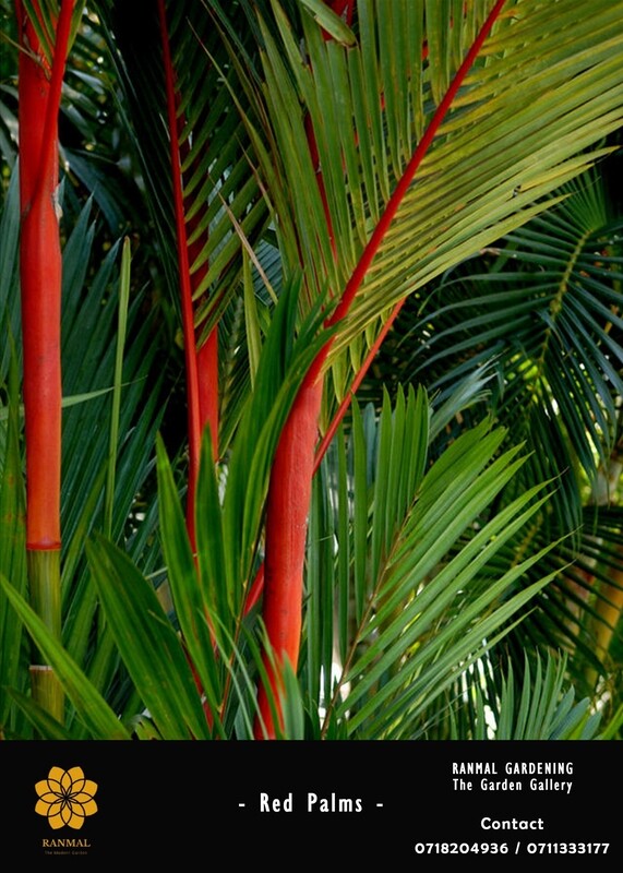Reld Palm
