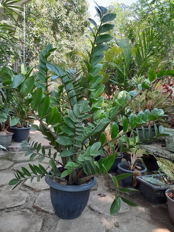 Lucky Plant