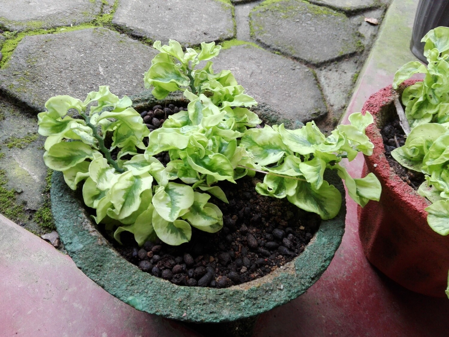Predilansas