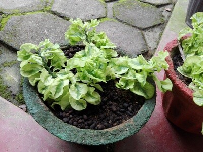 Predilansas