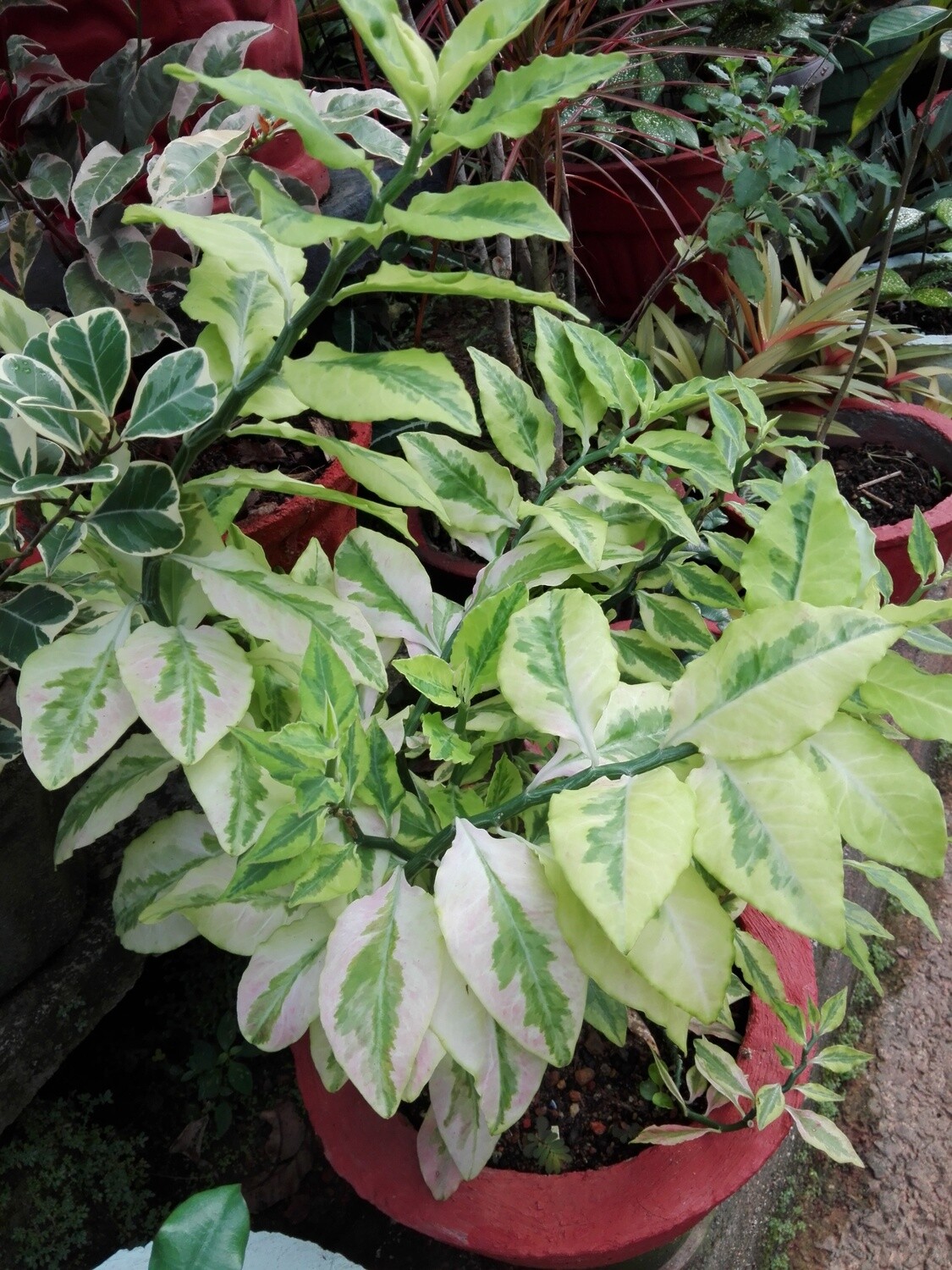 Tedilanthas
