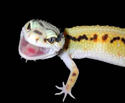 E-BOOK - LEOPARD GECKOS - The Next Generations