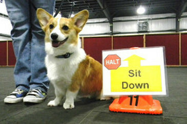 Rally Obedience Class