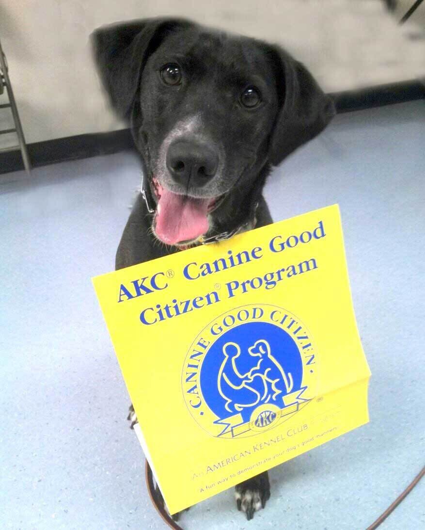 AKC CGC & CGC Community Canine and Beyond