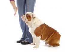 Canine Social Skills - All Levels Class