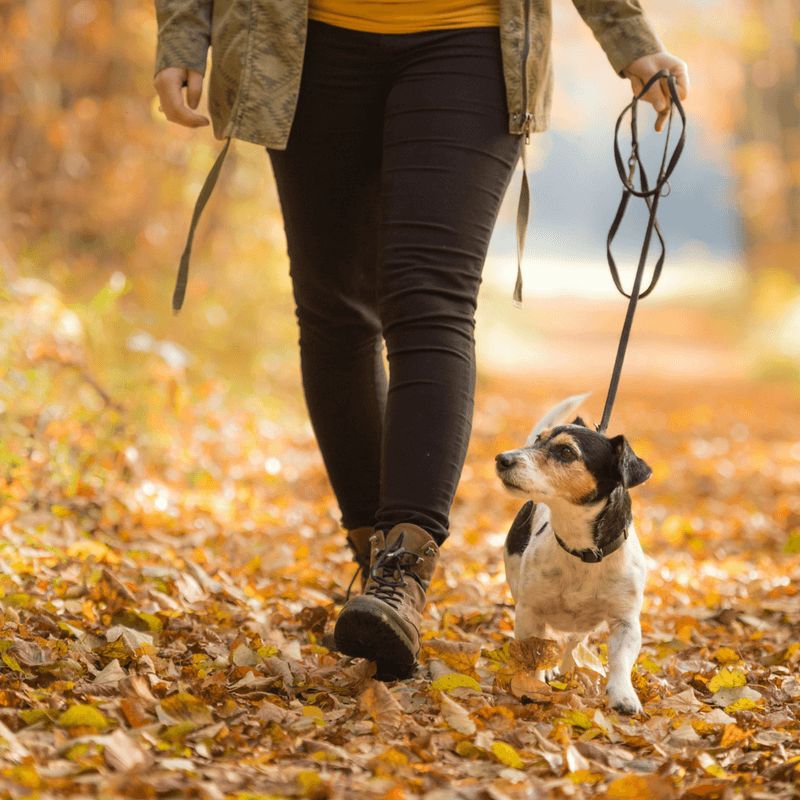 The Perky Puppy Walking Group