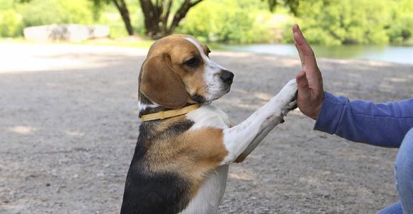 Canine Social Skills - Beyond Levels