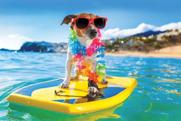 Summer Fun