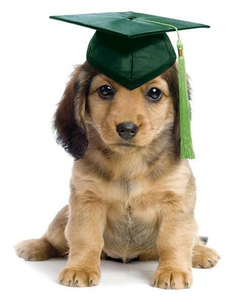 Puppy Start Right Class