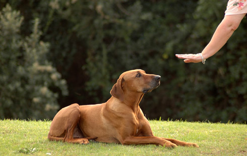 Canine Social Skills - Level 2 Class