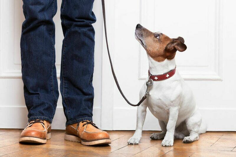 Canine Social Skills - Level 1 Class