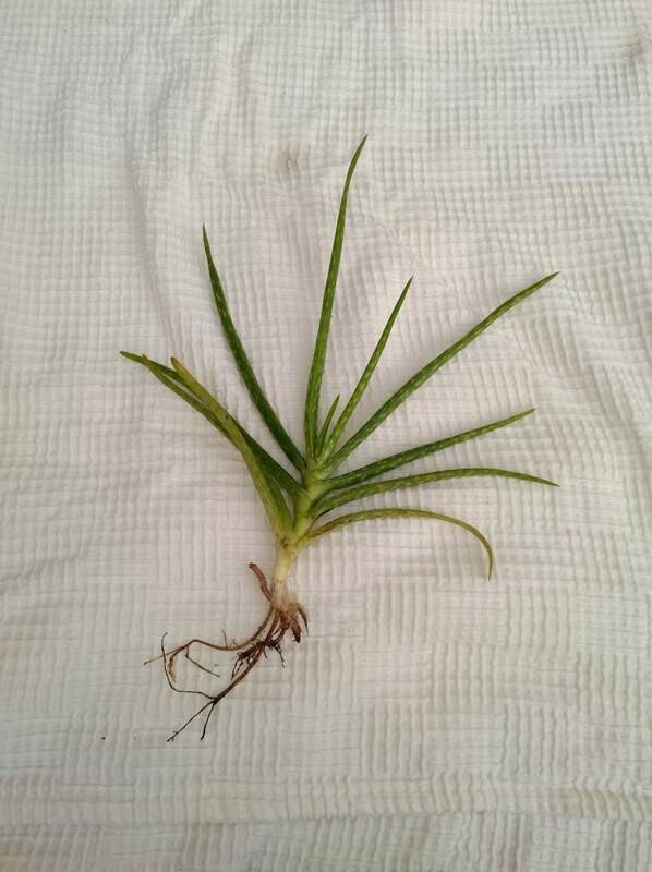 Aloe Vera