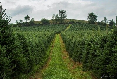 NC Farm Fresh Christmas Trees - Preorder
