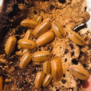 Porcellio laevis 'Orange'