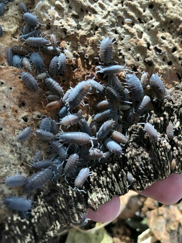 Porcellio pruinosus 'powder blue'