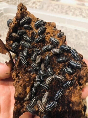 Armadillidium maculatum 'Zebras'