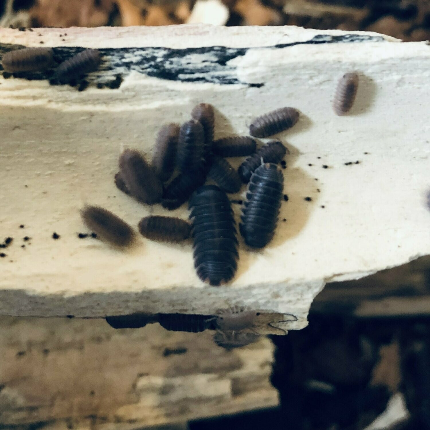 Cubaris murina