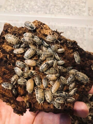 Porcellio laevis 'Dairy Cow'