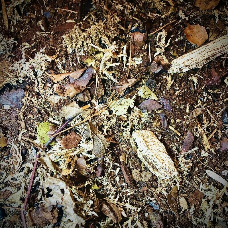 Premium Custodian/isopod/millipede Soil