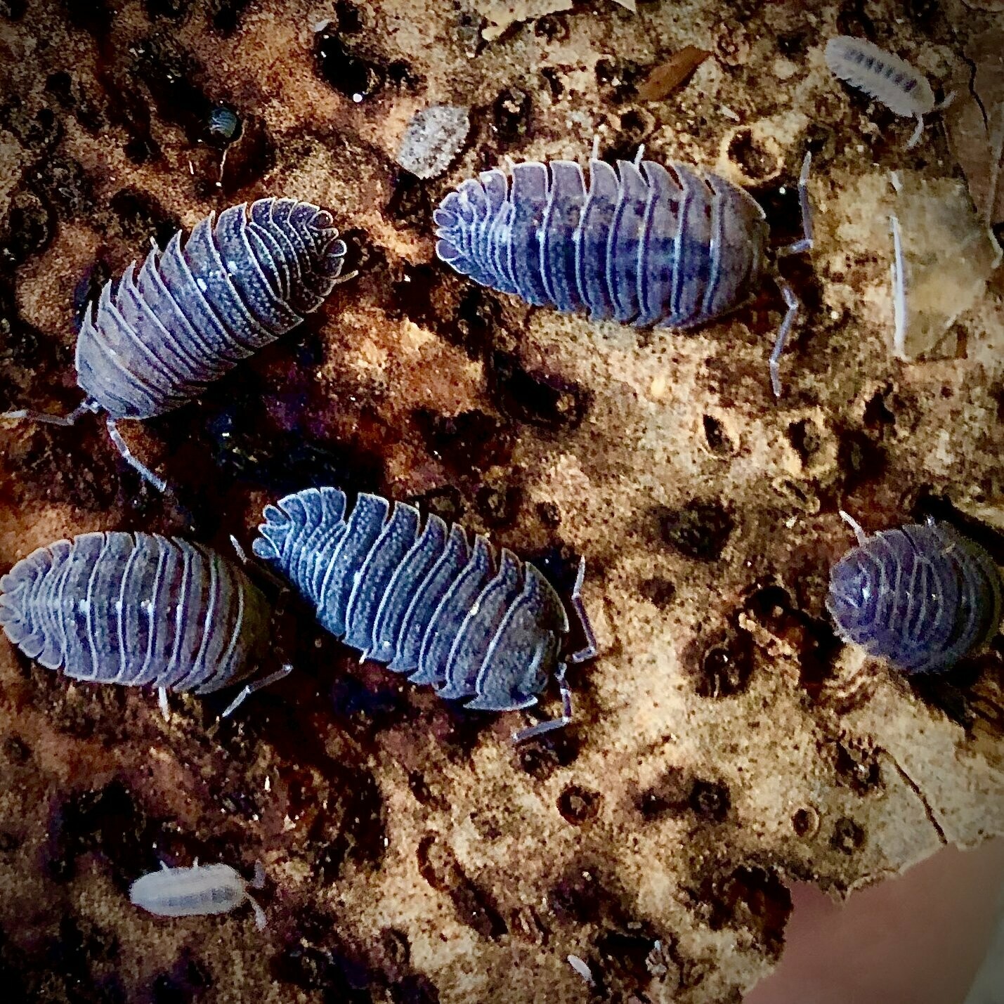Armadillidium  peraccae