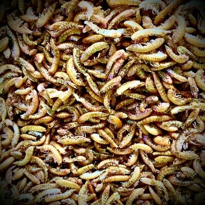 Isopod Gourmet - Dried Shrimp