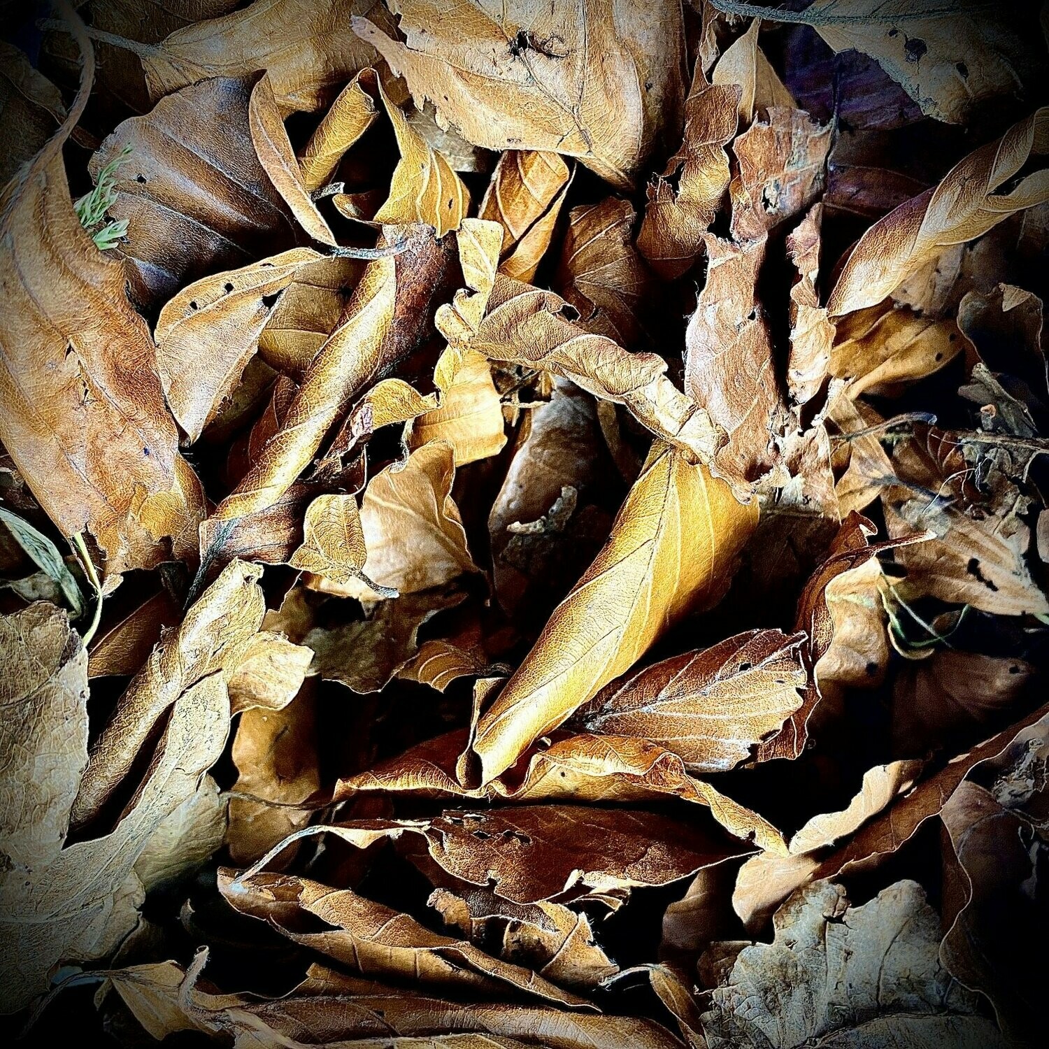 Mixed Sterilised Leaf Litter