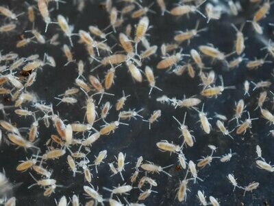 Tropical White Springtails (Collembola sp) Starter culture