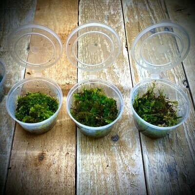 Small Live Moss Pot