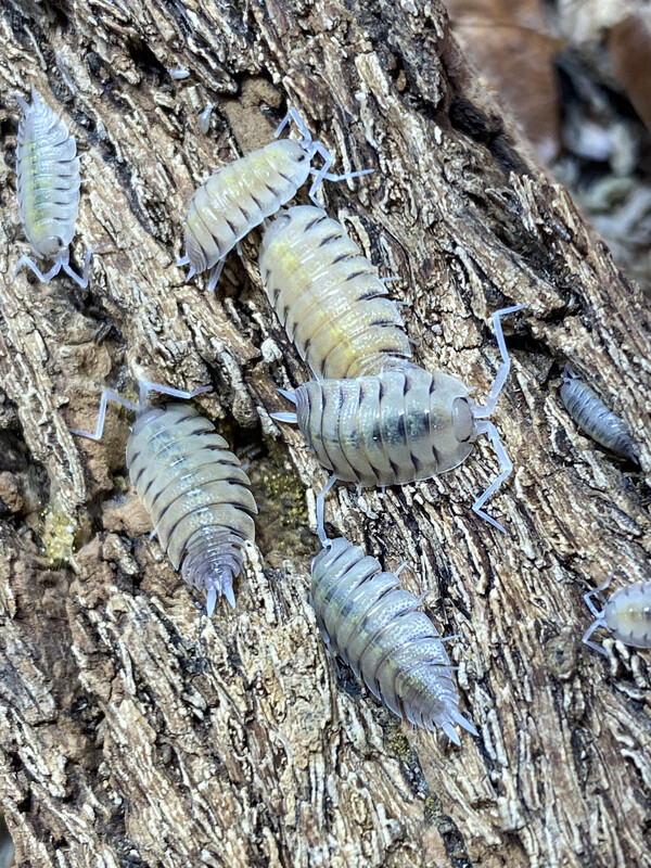 Porcellio bolivari